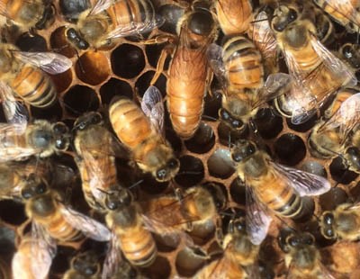 ECQ Funded Rooftop Honey Bee Project