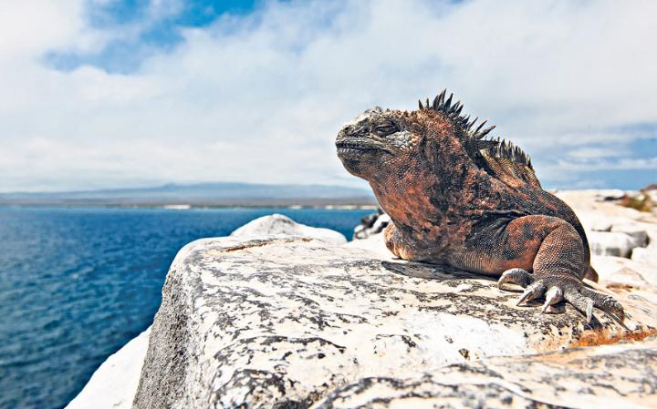 Voyage écologique aux Galápagos